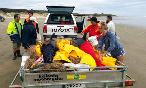 6 Whales Refloated after Stranding on New Zealand Beach