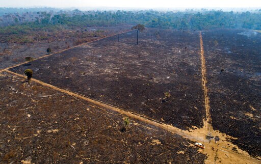 Climate Activists Call for Investigation of Bolsonaro