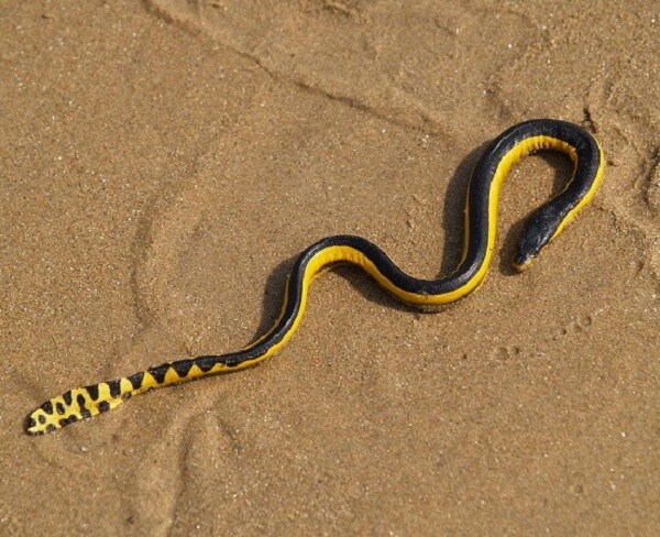 Rare Sea Serpent Washes Ashore on Another California Beach