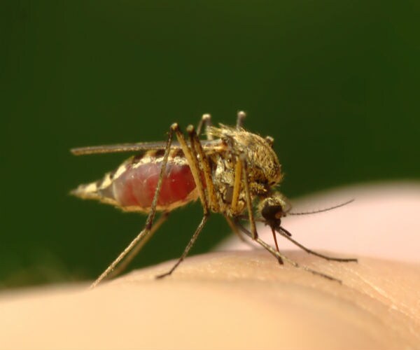 Takeda Gets Up to $312 Million in US Funding for Zika Vaccine