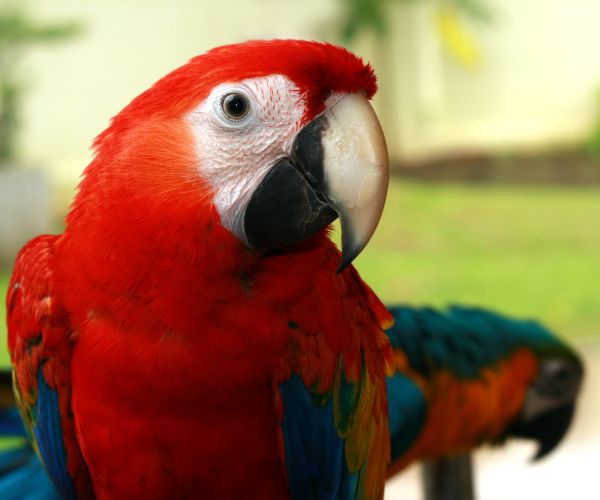 Parrot Exposes Affair? Woman's Hubby Never Said THAT to Her