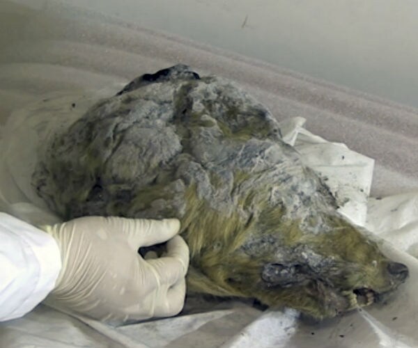 Permafrost Pup Found in Siberia 18,000 Years Old