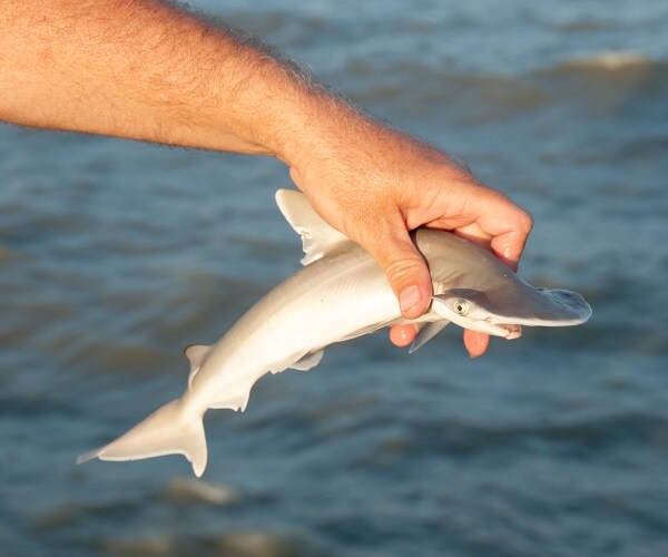 Dead Hammerhead Shark Pups Prompt Hawaii Investigation