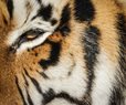Federal Agents Seize 68 Big Cats From Tiger King Park