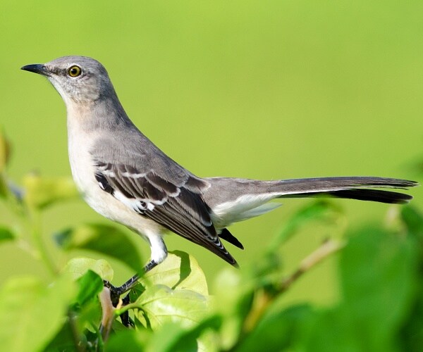 northern mockingbird