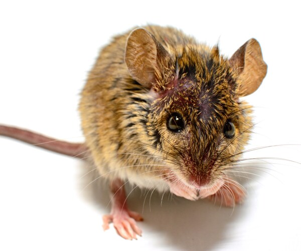 3 Hantavirus Deaths in Washington State Blamed on Mice