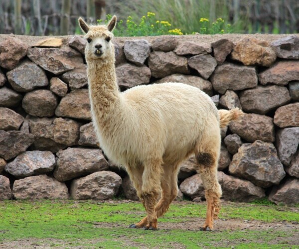 llama on a farm in chile with a stone wall behind it