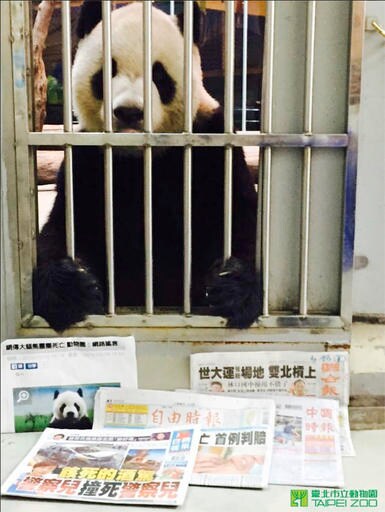 Taiwan Panda's 'proof of Life' Photo Debunks Death Rumors