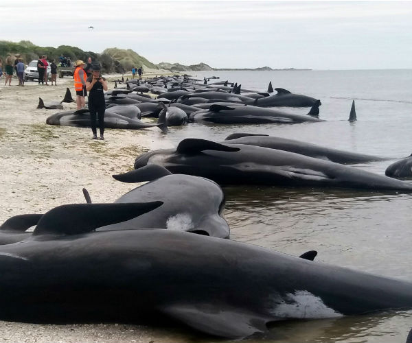 More Whales Stranded in New Zealand, Bringing Total to 650