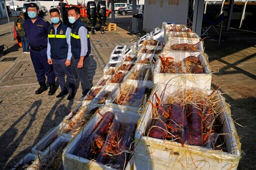 Hong Kong Customs Seize Smuggled Lobsters amid Australia Ban