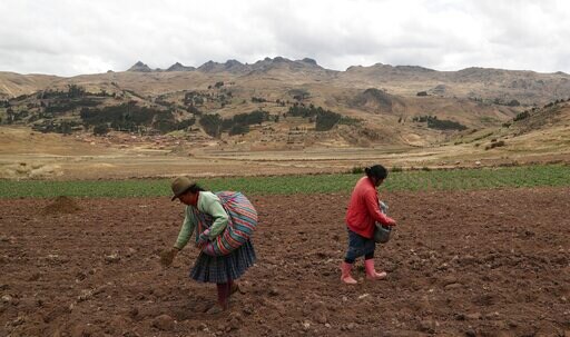 Pandemic Pushes Peru's Vital Peasant Farmers to the Brink