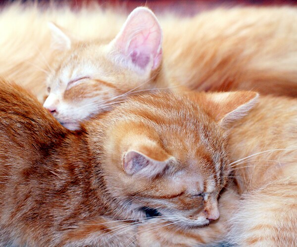 orange color cats cuddle up on a ball