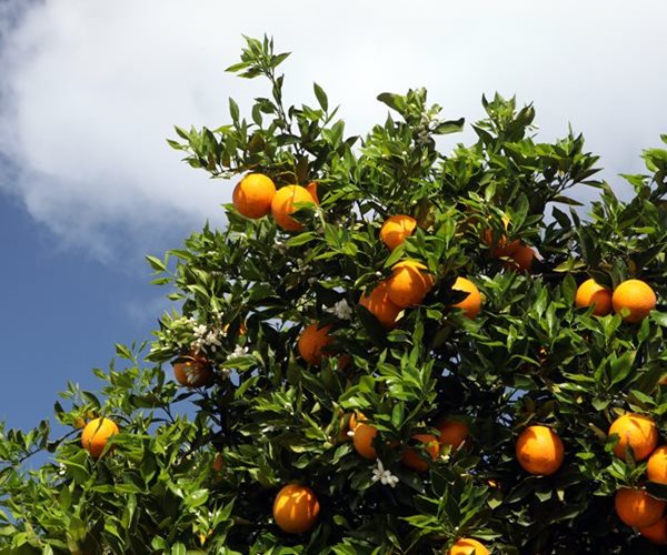 Spared by Helene, Florida Citrus Industry Braces for Milton