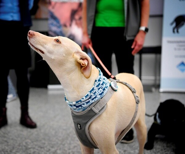 sniffer dog in helsinki airport