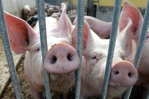 Hog Wild: Pigs Outnumber People in Denmark, No. 1 in Europe