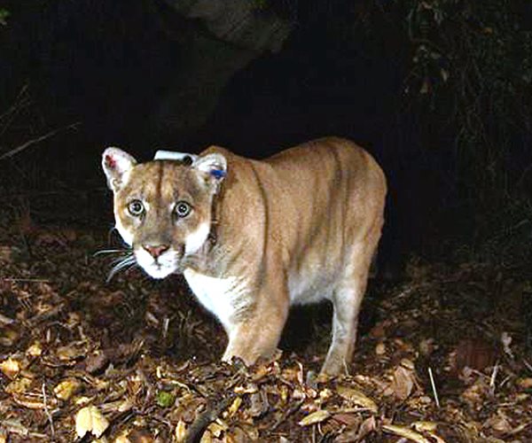 Famed LA Mountain Lion May Have Been Hit by Car