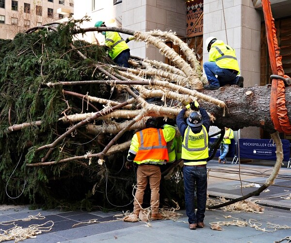 workers prepare rockefeller christmas tree