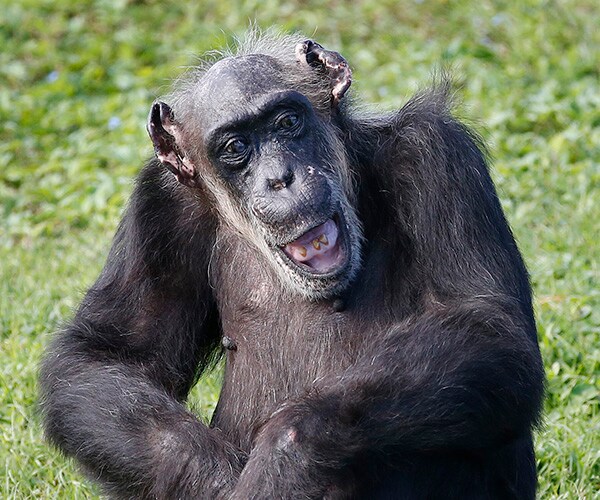 World's Oldest Chimpanzee Dies in Florida; 'Little Mama' Was 79