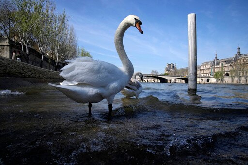 Fancy a Dip? An Olympic Reboot for Paris' Toxic River Seine