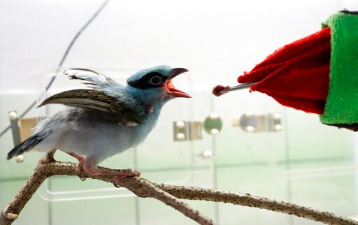 Prague Zookeepers Use Puppet to Raise Endangered Magpie