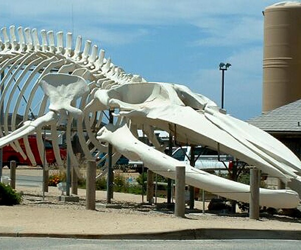 Sea Animals' Extinction Risk Increases With Their Size