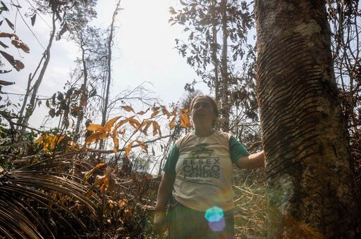 Brazil Slows Amazon Deforestation, but in Chico Mendes' Homeland, it Risks Being Too Late