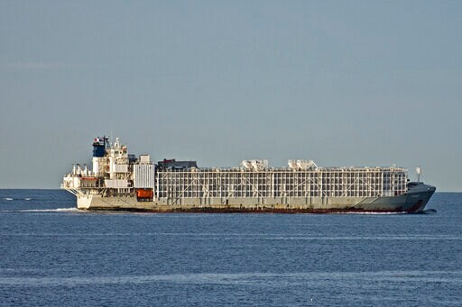 New Zealand Bans Live Cow Exports Due to Welfare Concerns