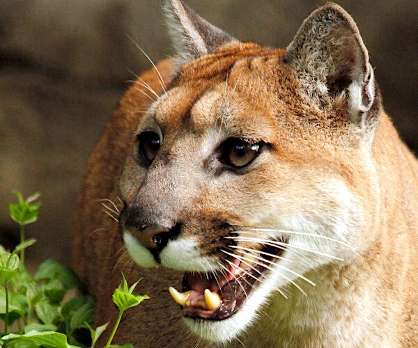 a cougar snarls and shows off its lower lateral incisors