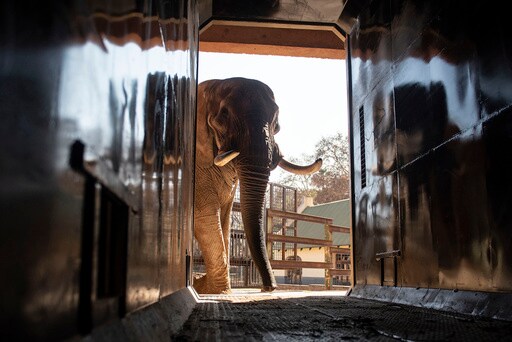 How Do You Get a Grumpy 4-ton Elephant to a New Home 120 Miles Away? Call the Elephant Movers