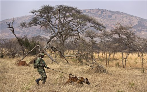 In Rwanda, Dogs and Handlers Train to Track Poachers