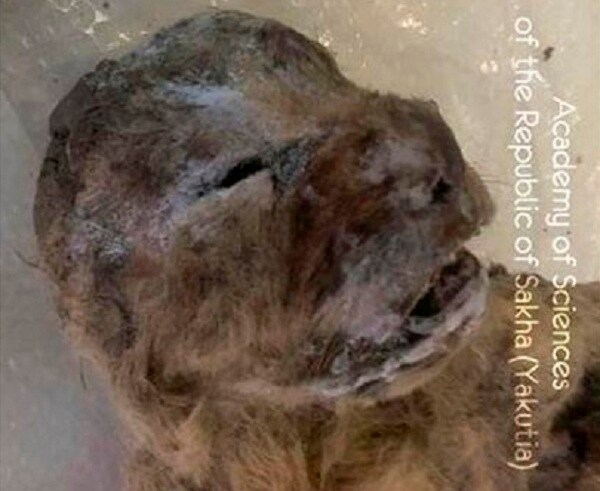 10,000-Year-Old Lion Cubs Found Frozen in Siberian Cave