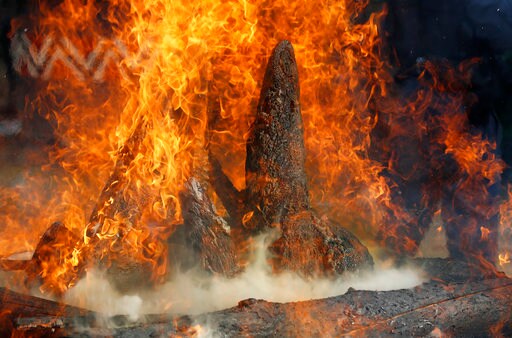 Czech Zoo Burns Rhino Horns, Condemns Auction in SAfrica