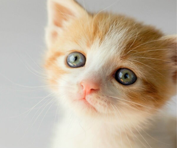 Is Your Pet Suffering From Vision Loss?