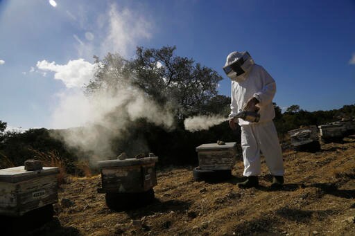 Beekeepers Shun Island Divide to Breed Cyprus' Own Queen Bee
