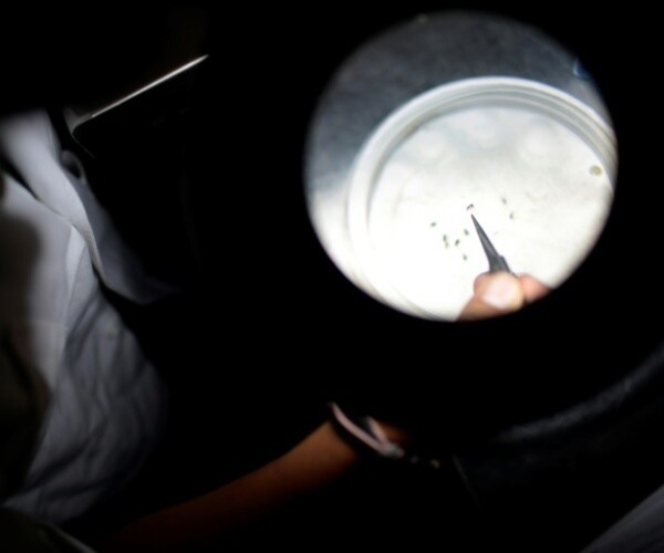 scientists studying dead mosquitoes in lab