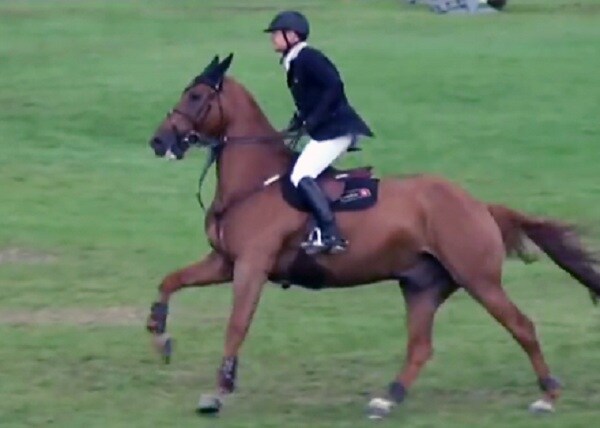 Florida Horse Slaughtered for Meat by Stealthy Butcher(s)