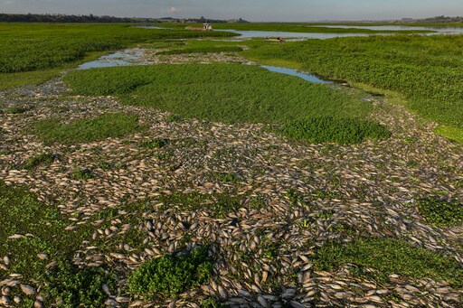 Tons of Dead Fish Cover Major Sao Paulo River after Alleged Dumping of Industrial Waste