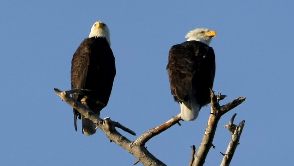 Bald Eagle Ruling Makes Birds' Protection a Bit Harder for Feds