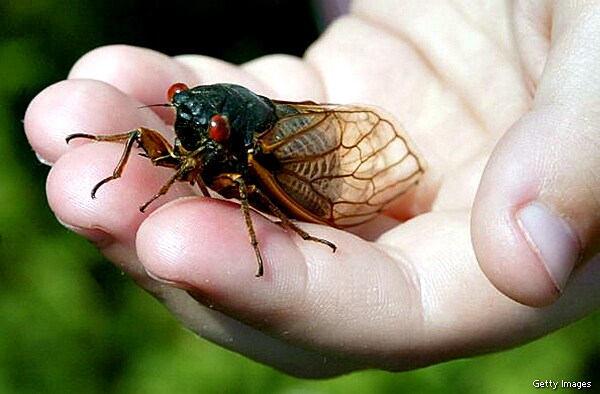 Live Cicada Cam Is for Those Bugged by Not Being on East Coast