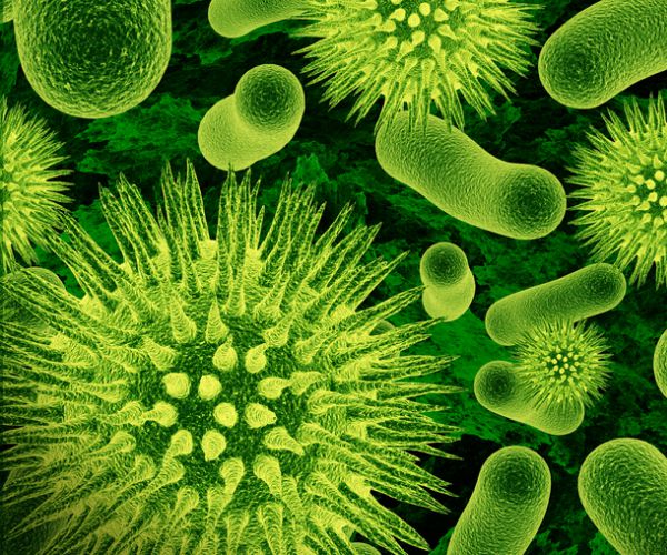 microscopic view of bacteria