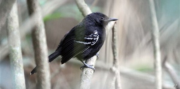 Many Thriving Species at Risk from Climate Change-study