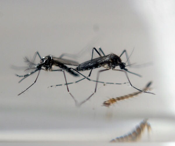 US Closer to Using Genetically Modified Mosquitoes That Could Fight Zika