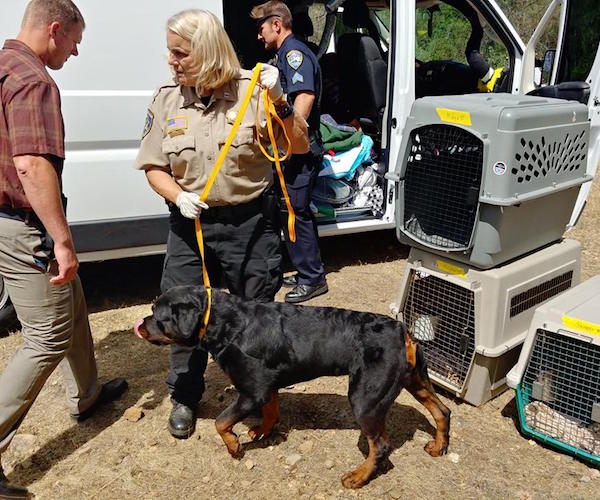 Show Dogs Van Stolen From In-N-Out Burger Parking Lot