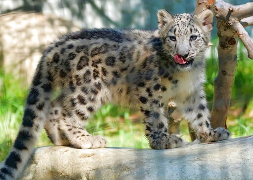 Long-endangered Snow Leopard Upgraded to 'vulnerable' Status
