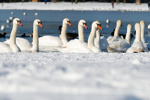 Heavy Winter Weather Batters UK, European Mainland