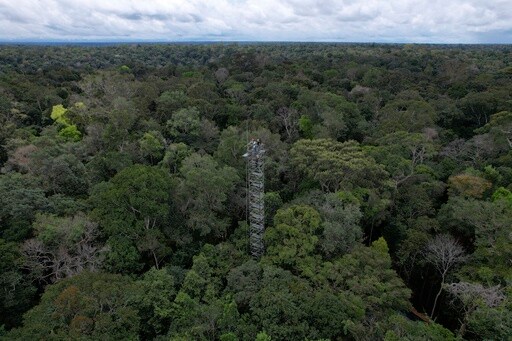 Amazon Rainforest Stores Carbon for the World, but This Carbon Sink Is at Risk, a Study Finds