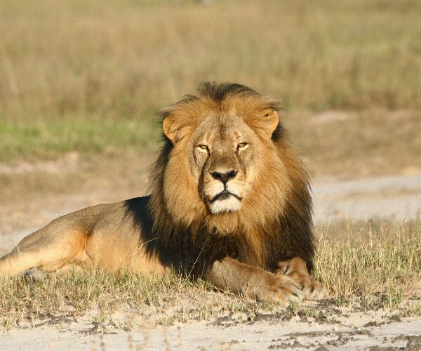 Lion-Killing Dentist Hires Guards After Florida Mansion Vandalized