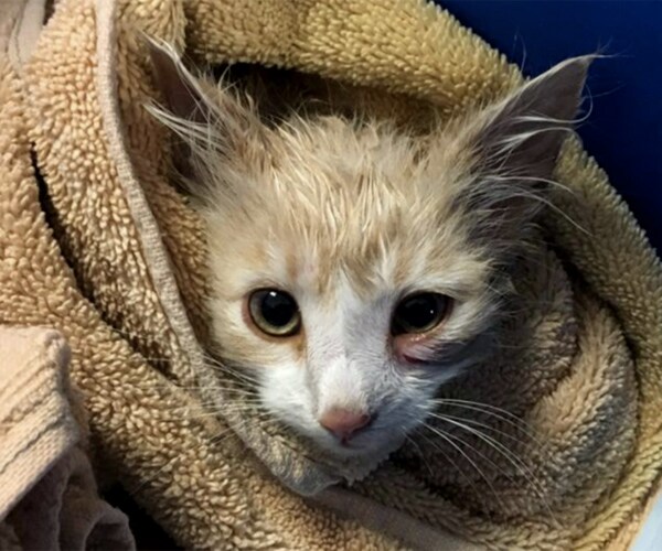 Golden Gate Bridge Cat Rescue Pulled Off Purrfectly