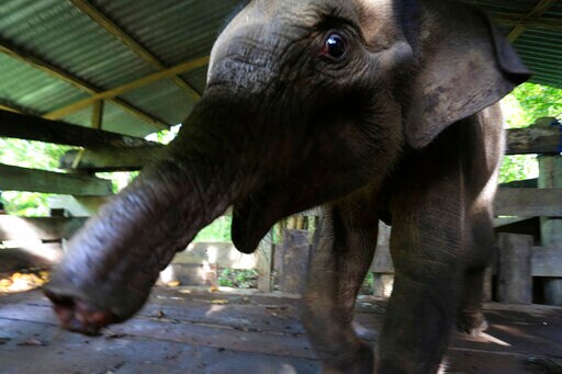Indonesia Baby Elephant Dies after Losing Half of Her Trunk