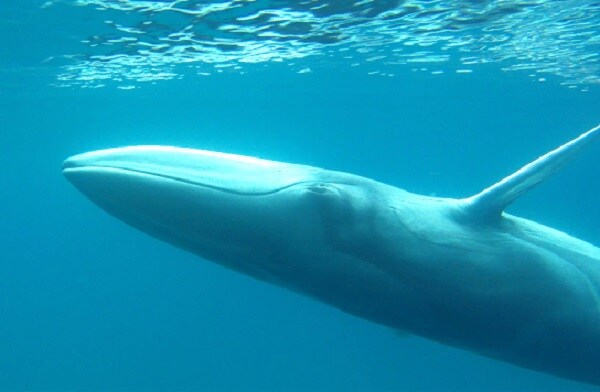 Omura's Whales Filmed Finally in a Case of Mistaken Identity
